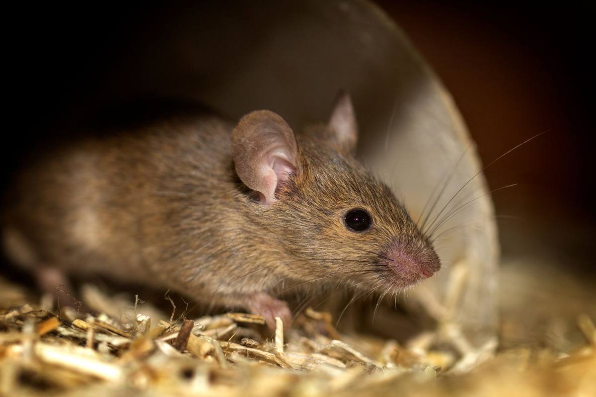 A house mouse peeking out of a pipe in a Waco home